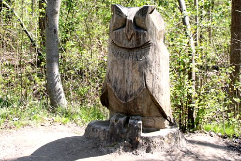 Eule im Wald, Mai 2008